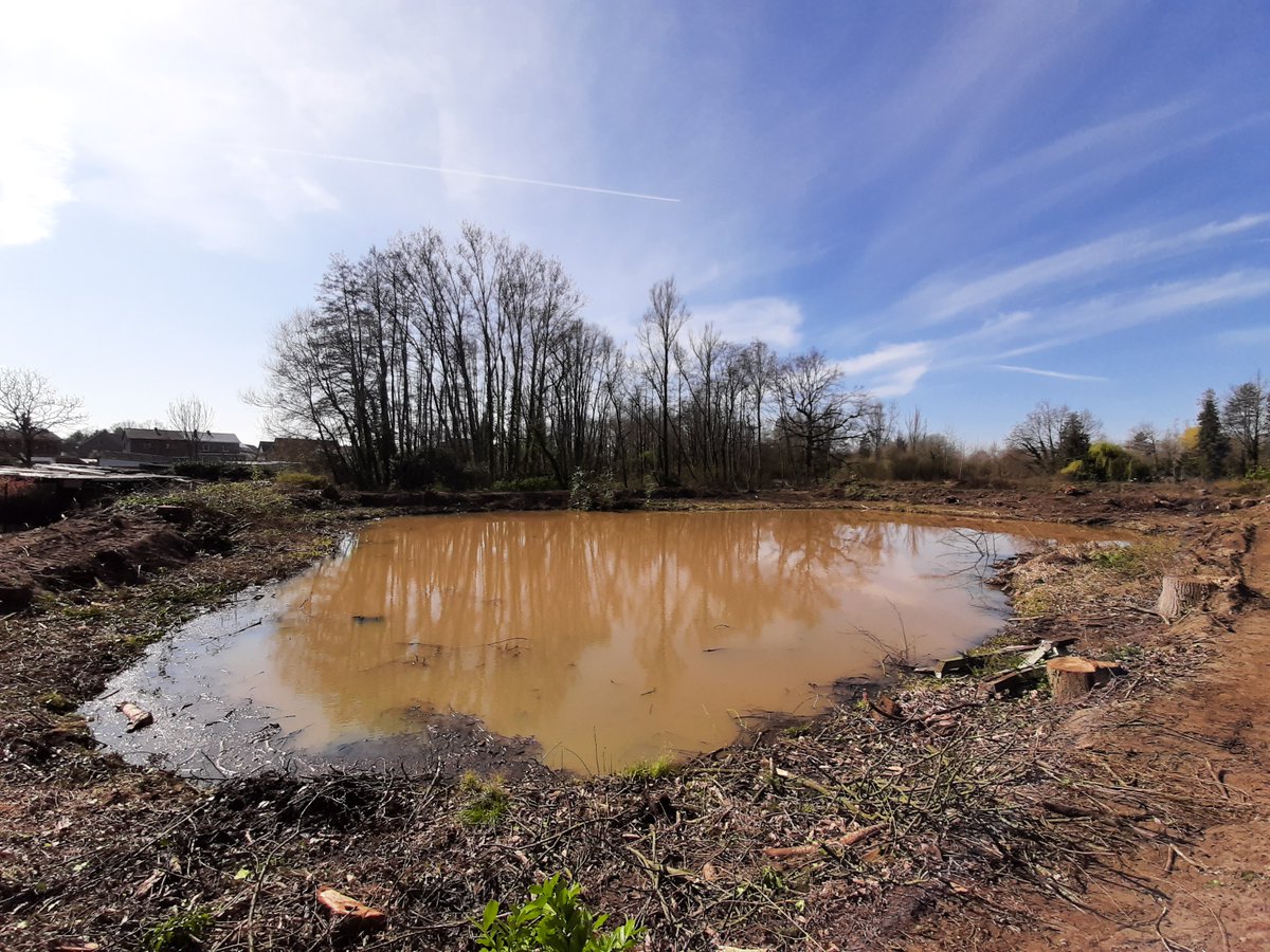 De werken voor de enclosures zijn gestart! Vier vijvers in Olmen worden ingericht voor de opkweek van kikkervissen en de jongste kikkers.

De bomen rond de weekendvijvers zijn ondertussen gerooid. Hierna wordt het terrein vlakker gemaakt en omrastering aangebracht.