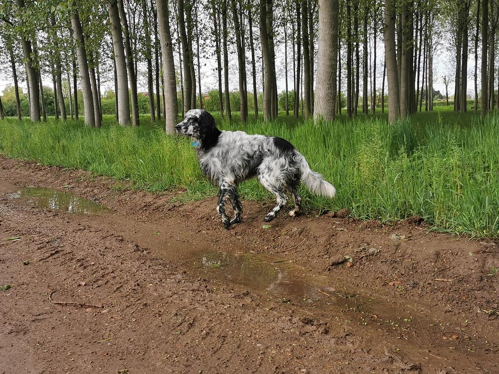 BrunoScia's tweet photo. @g_caprotti Ottimo @g_caprotti , anche io 7 anni fa ho adottato #sirtoby, un #setteringlese abbandonato #adozionecani https://t.co/am8HXfd4YV