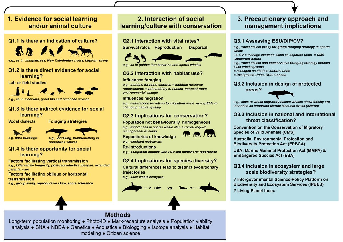 Our paper proposes a way for current conservation measures to include assessments of social learning and culture, in many cases it could be done using existing data. This is already being done by  @BonnConvention and other orgs! Thanks if you got to this tweet....