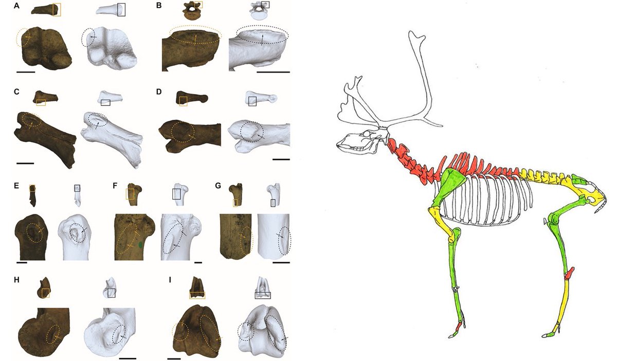 We analyzed reindeer bones from three AD 1300-1800 Sámi dwelling sites in Finland for  #paleopathology and changes in muscle attachment sites. We noticed that the same skeletal elements were affected in the archaeological assemblages and modern working reindeer 2/4