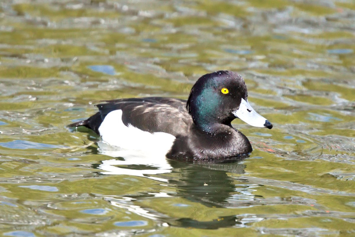 LefterisJP's tweet image. Good morning🌞

Wishing you all a great day ahead with a 📸 of a male tufted duck(🇩🇪Reiherente🇬🇷Μαυροκέφαλη πάπια🇵🇱Czernica) in a #Berln park.

#birding #birdwatching #birdwatchingphotography #birdphotography #TwitterNatureCommunity #wildlife #photography #wildlifephotography