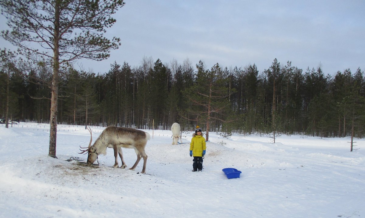 Working with reindeer is based on  #interspecies learning and communication. We think that draught reindeer training and use were important components of reindeer  #domestication, helping to construct and shape the bonds between people and reindeer 4/4