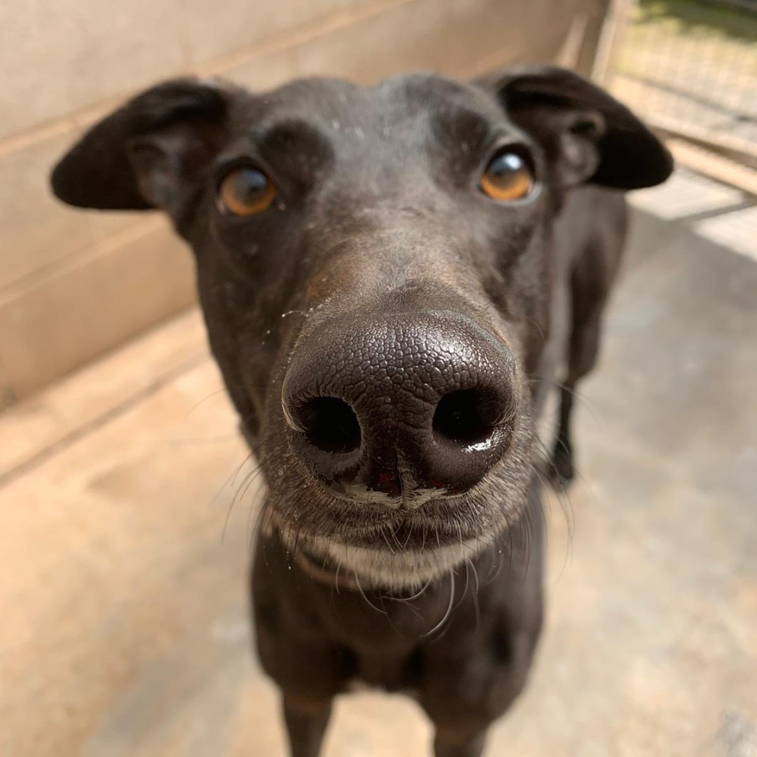 Morning all

How is everyone today? Whatcha all up to?

Whatever you are up to, I hope you have a wonderful day!

H

#adoptdontshop #rescueisbest #rescuedogsrule #nose #greyhound #needsahome #needsasofa #goodmorning