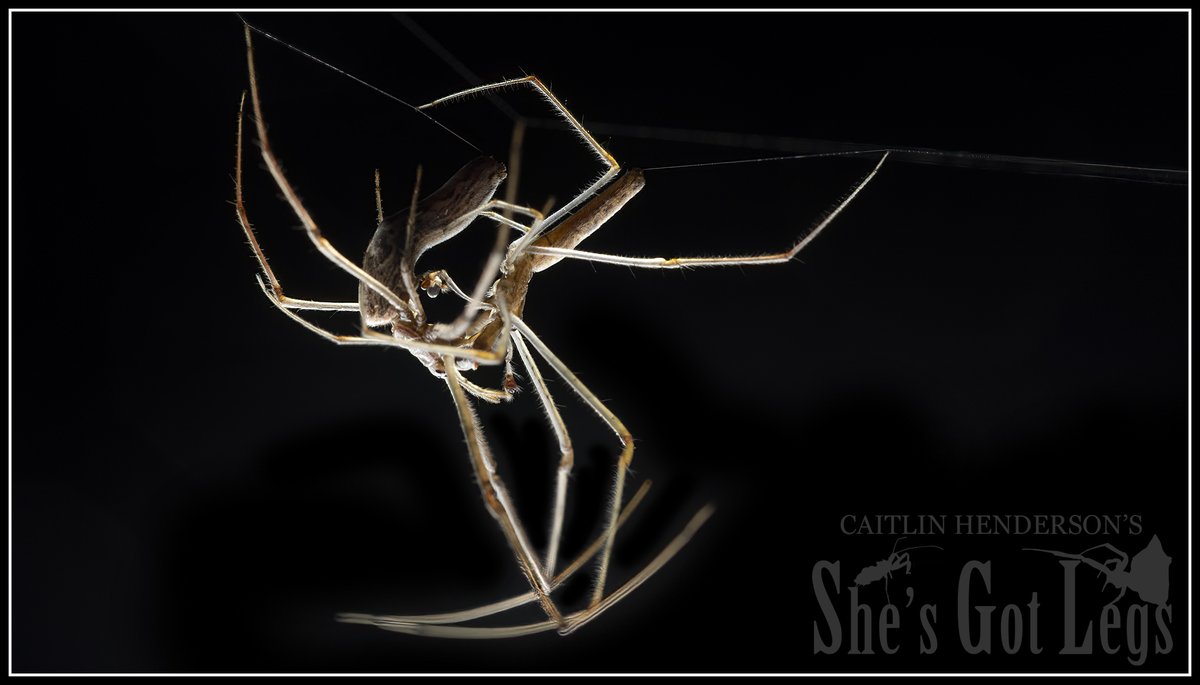 These are Long-jawed spiders, which have a particularly interesting way of doing their taxes. The male, who is - do I say on the right or underneath? - is making sure to hold the female's fangs at bay with his Long Jaws. It's what it says on the packet pretty much.
