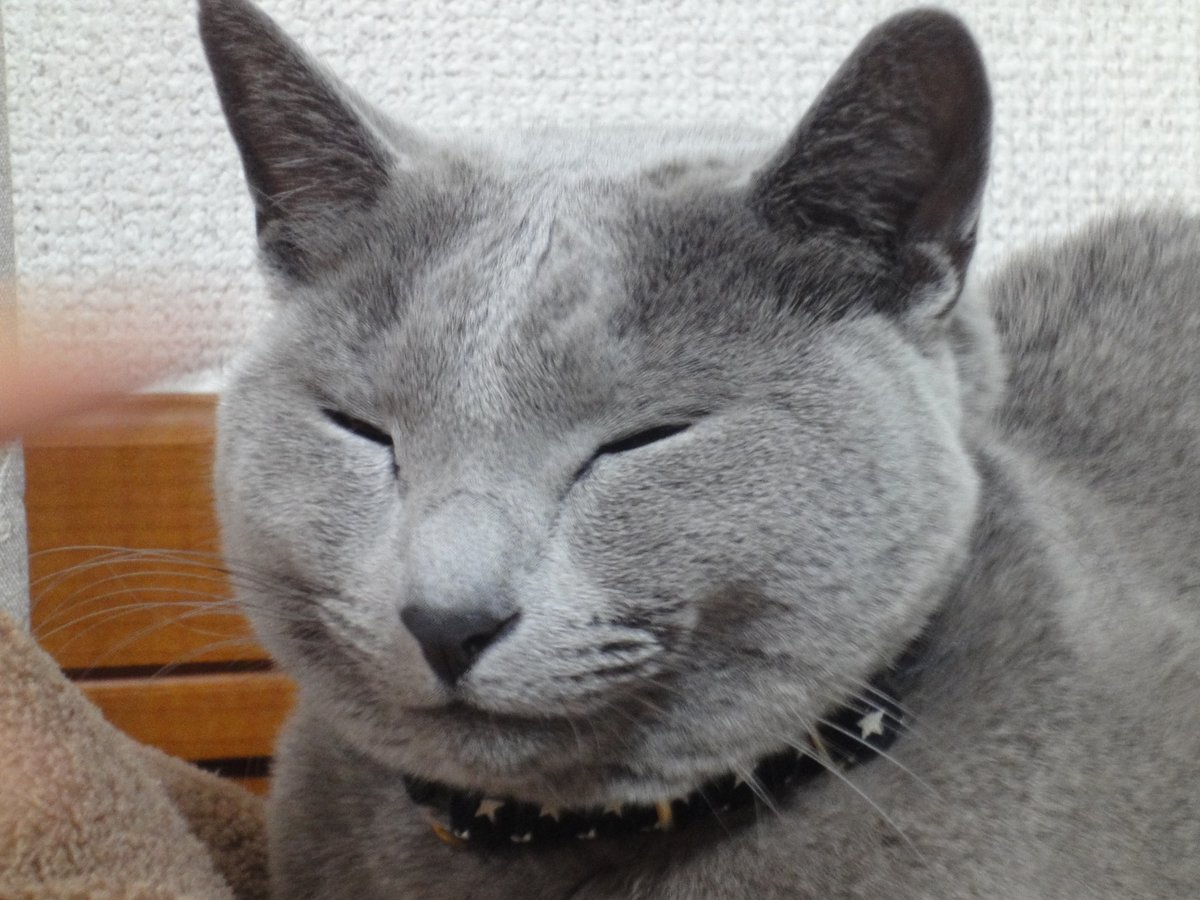 MyCatDiary_jp tweet picture