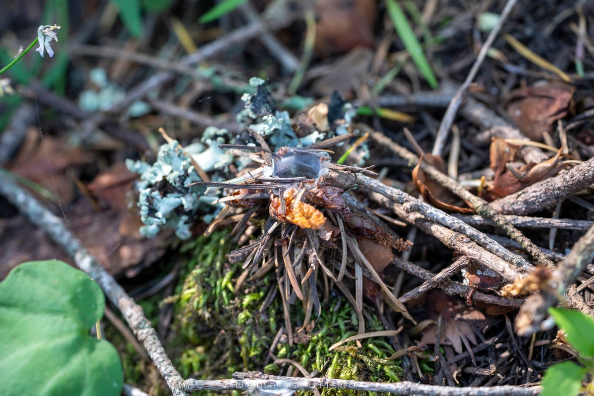 Another California Turret Spider burrow, located about 15 inches away from the previous. Note the silken lining of the interior, and the way the mosses have grown up around the base. A female spider of this species may live more than 17 years.