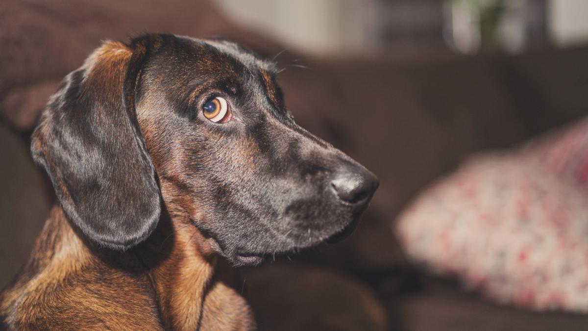 Das denkt euer Hund, wenn ihr einen anderen streichelt to.welt.de/4sTCioL