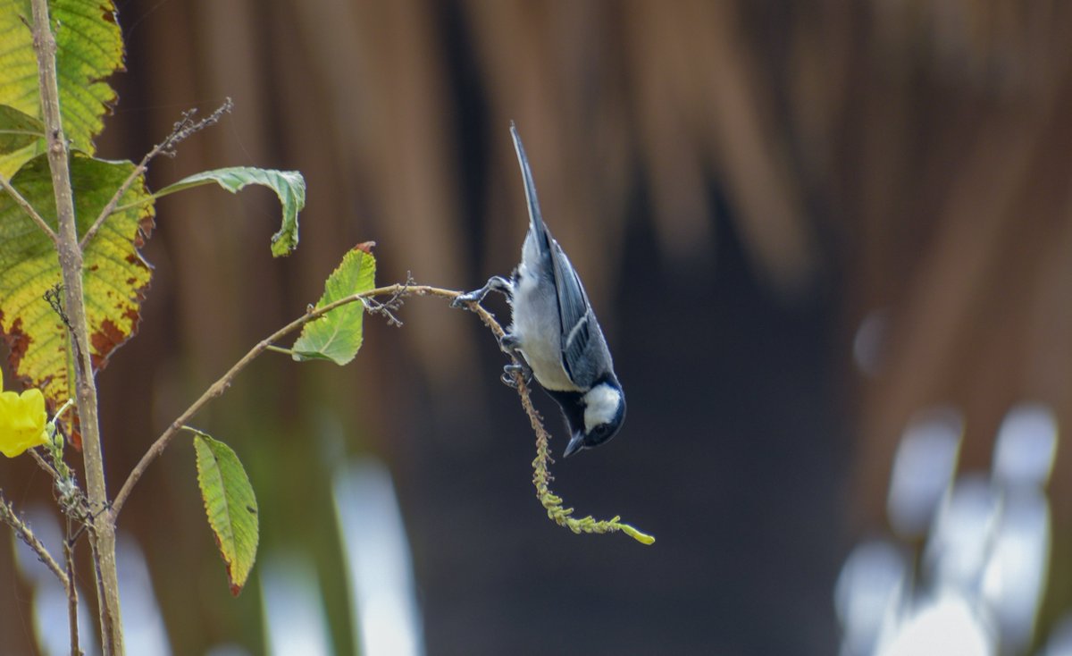  #HomeBirds by  #WayToWildBirds that frequent our backyards/ gardens and live near us have been a constant source of joy during these unprecedented times and, in many a quiet moment during the lockdown last year, were our only connect to the outside world. A few...Cinereous tit
