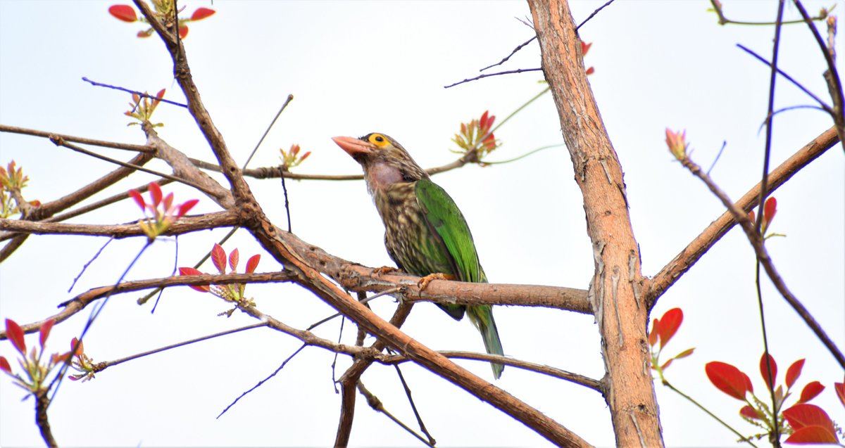 Lineated barbet
