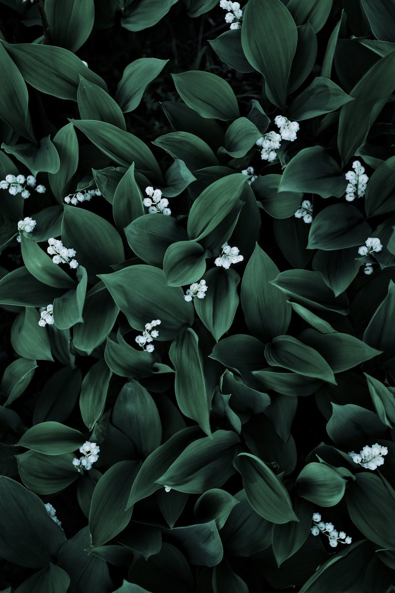 besidecoffee's tweet photo. Lily of the valley https://t.co/iimAq12MEt
