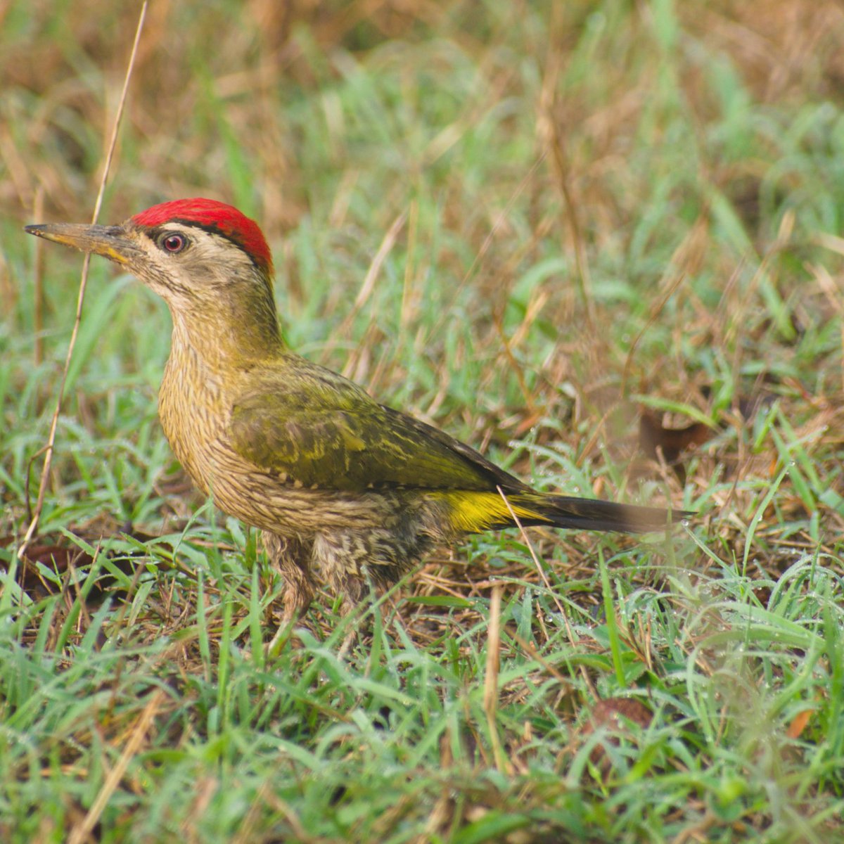 #WoodpeckerWednesday #IndiAves <a href="/IndiAves/">IndiAves</a> #Britnatureguide
Streak throated woodpecker