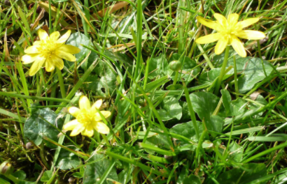 class_hedgehogs's tweet photo. 3rd wildflower challenge. See if you can spot these wildflowers when you are outside:  lesser celandine: shiny, star-like yellow leaves, 8-12 petals, glossy heart-shaped leaves on long stems, low growing, in the buttercup family.  Blooming now. https://t.co/YUGH44nbz3