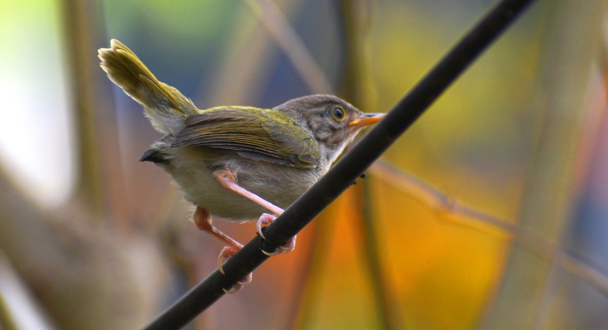 Common tailorbird