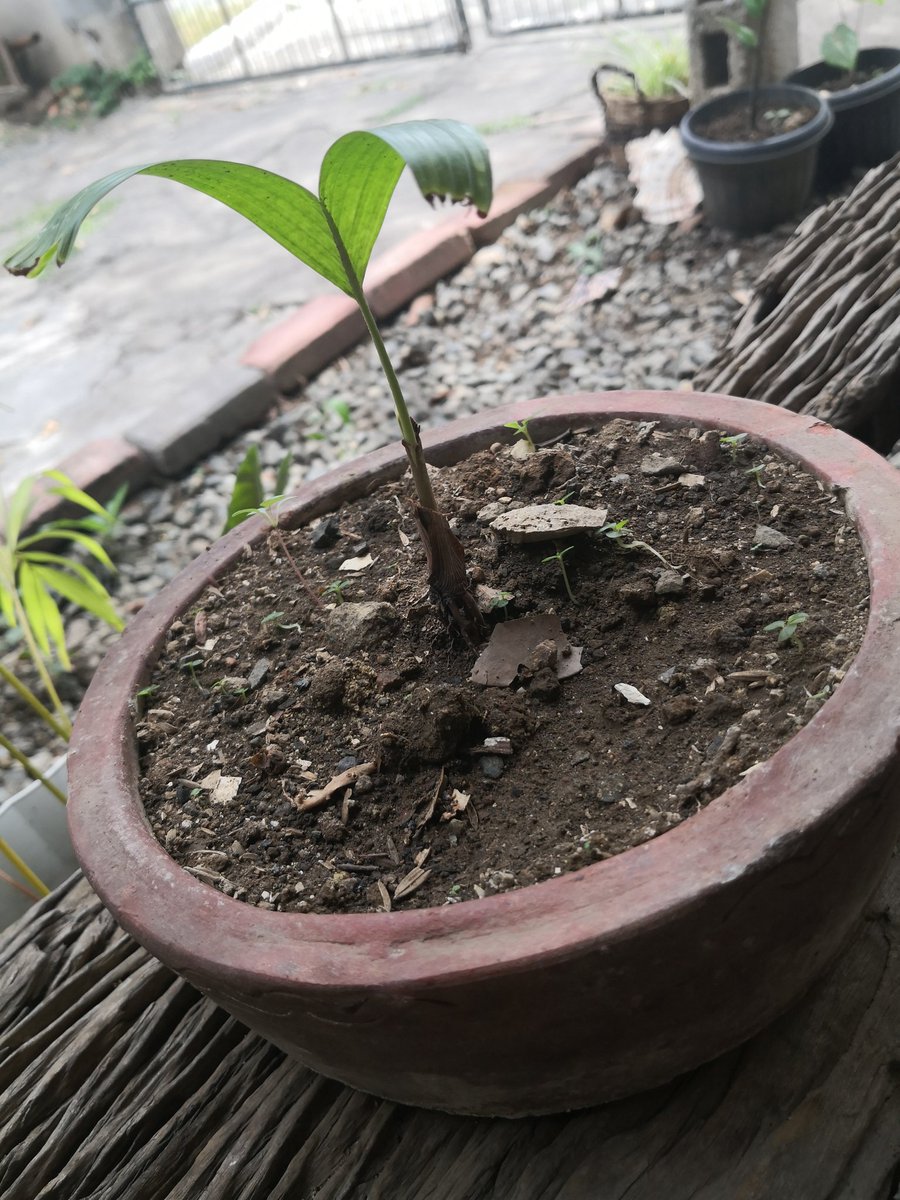 xoxobadgaljade's tweet image. Ohhhh that rare cam is fuckin lit. 😍 #cameratesting