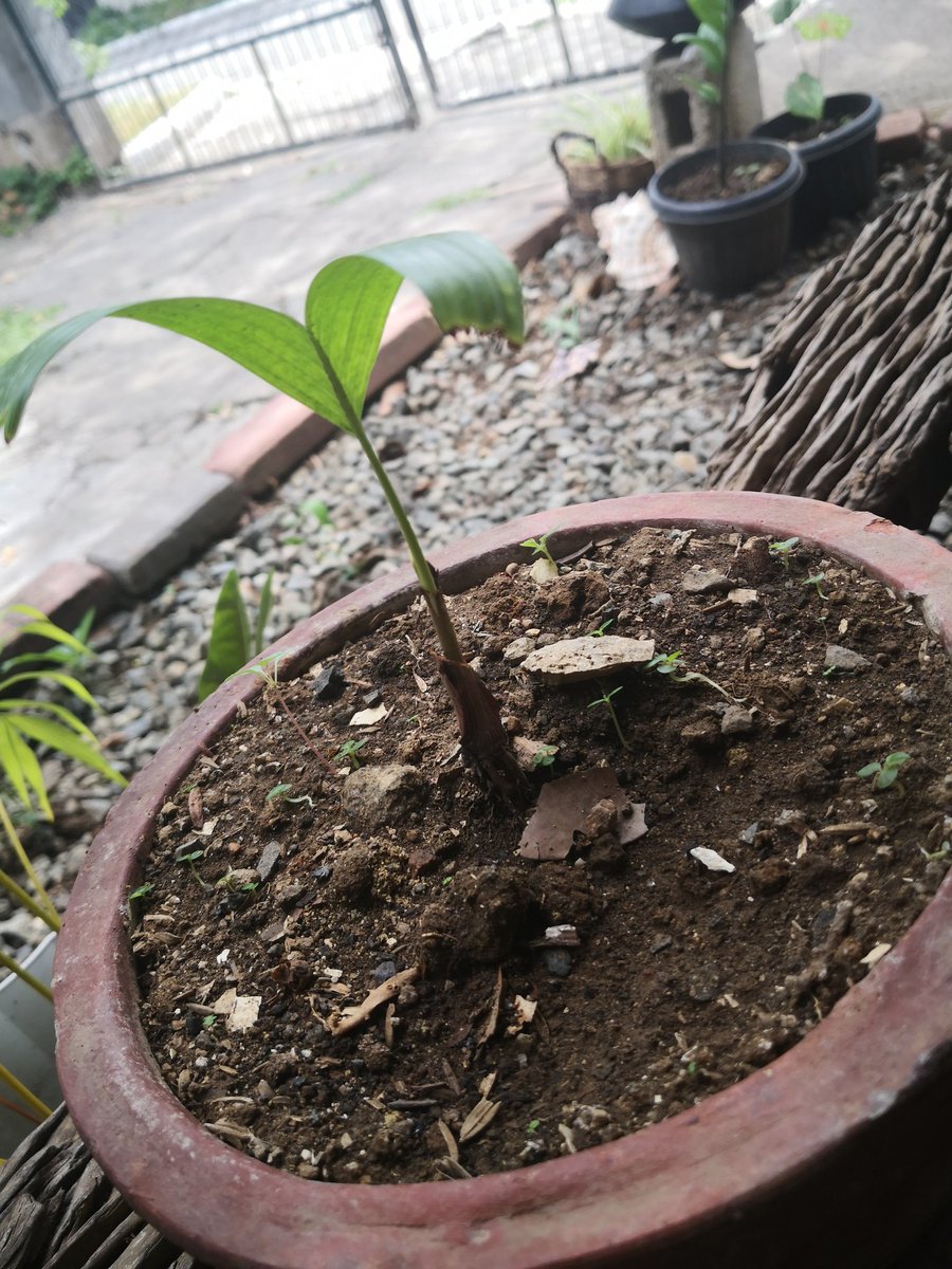 xoxobadgaljade's tweet image. Ohhhh that rare cam is fuckin lit. 😍 #cameratesting