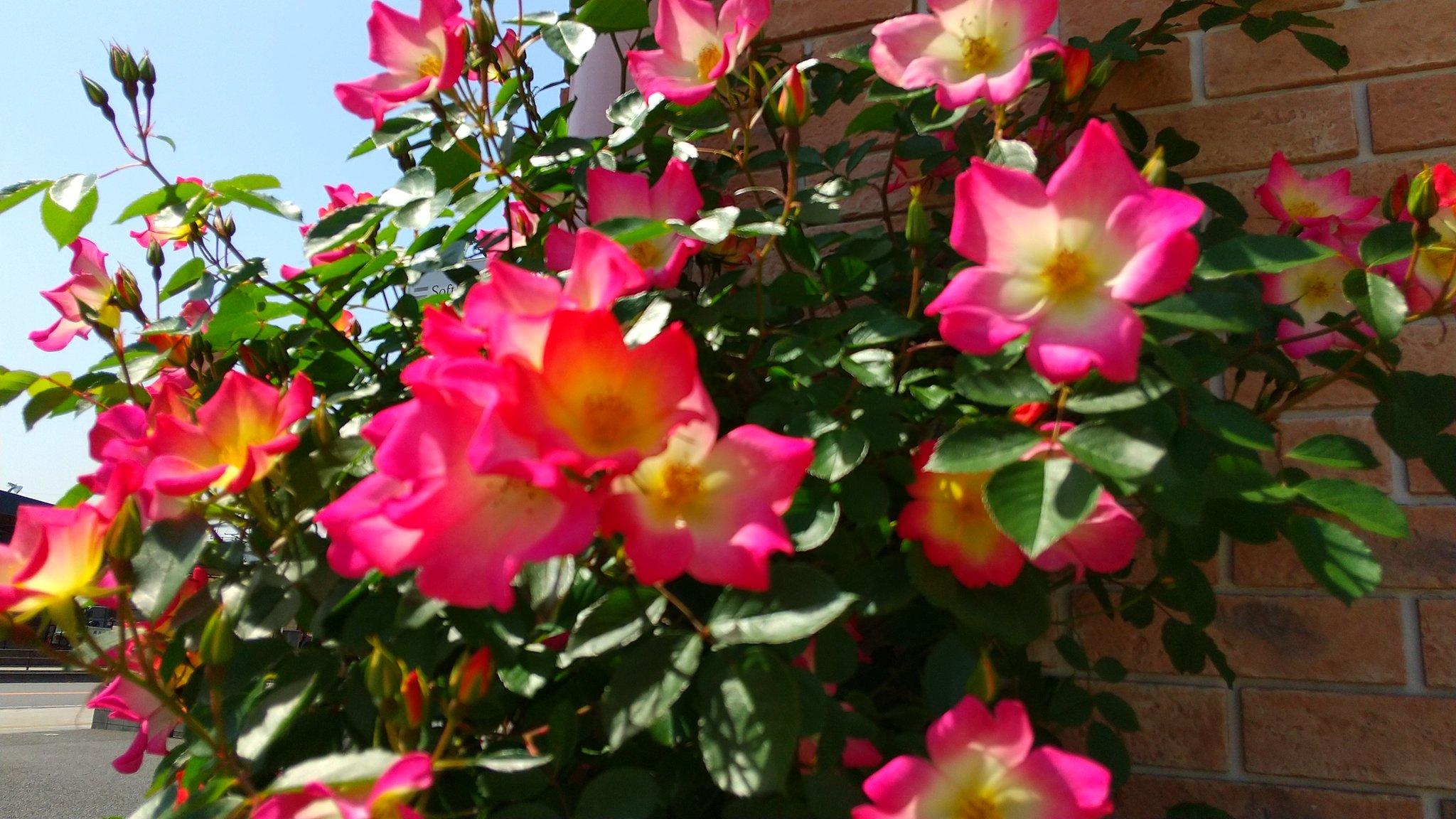 ゆみこ ４時半 起きてたから今頃眠気が 一重のつるバラ カクテルって可愛い 薔薇 バラ つるバラ カクテル 赤バラ T Co W2spdt2dqm Twitter