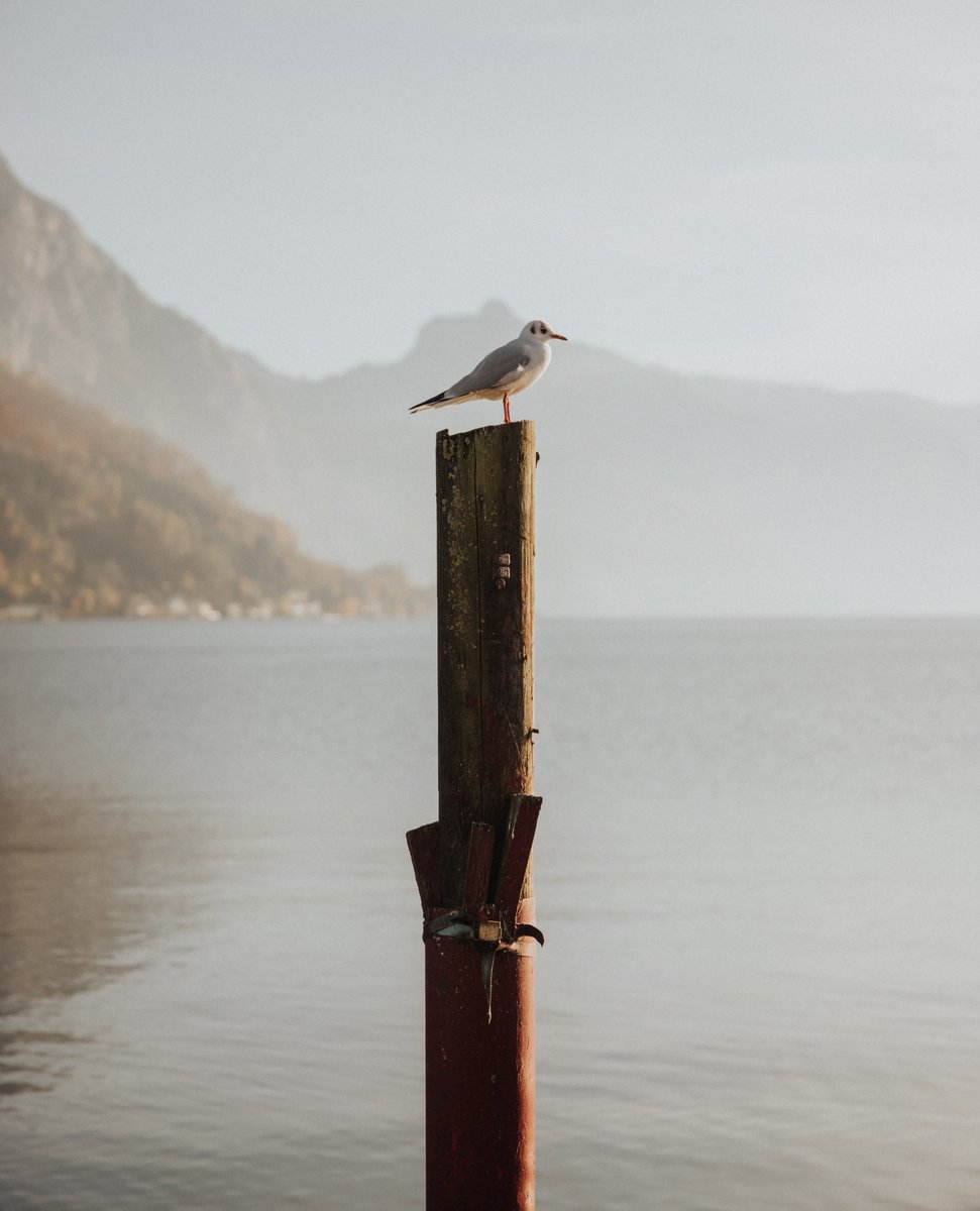 Time wasted at the lake is time well spent! 🍉⁠
#gmunden #austria #attersee #travel #visitaustria #discoveraustria #travelgram #ig_austria #feelaustria #1000thingsinaustria #igersaustria #wanderlust #mountains #loves_austria #nature
