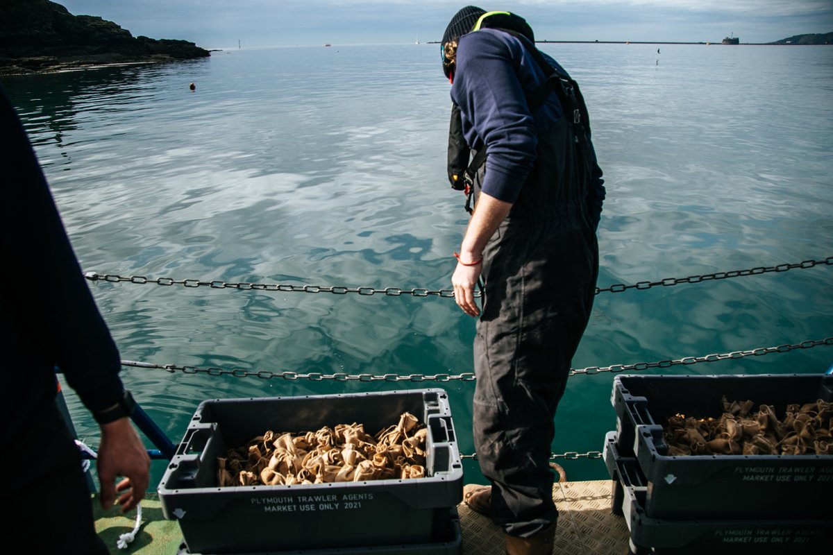 OceanCTrust's tweet photo. We're planting England's BIGGEST EVER seagrass restoration site in Plymouth Sound National Marine Park as part of the @EULIFERemedies project!🌱

We've deployed 16,000 biodegradable seed bags &amp; 2,200 seedling bags onto the seabed to grow! #saveourseabed🌱

https://t.co/8k0qC37D4k https://t.co/4qRdbqgo3n