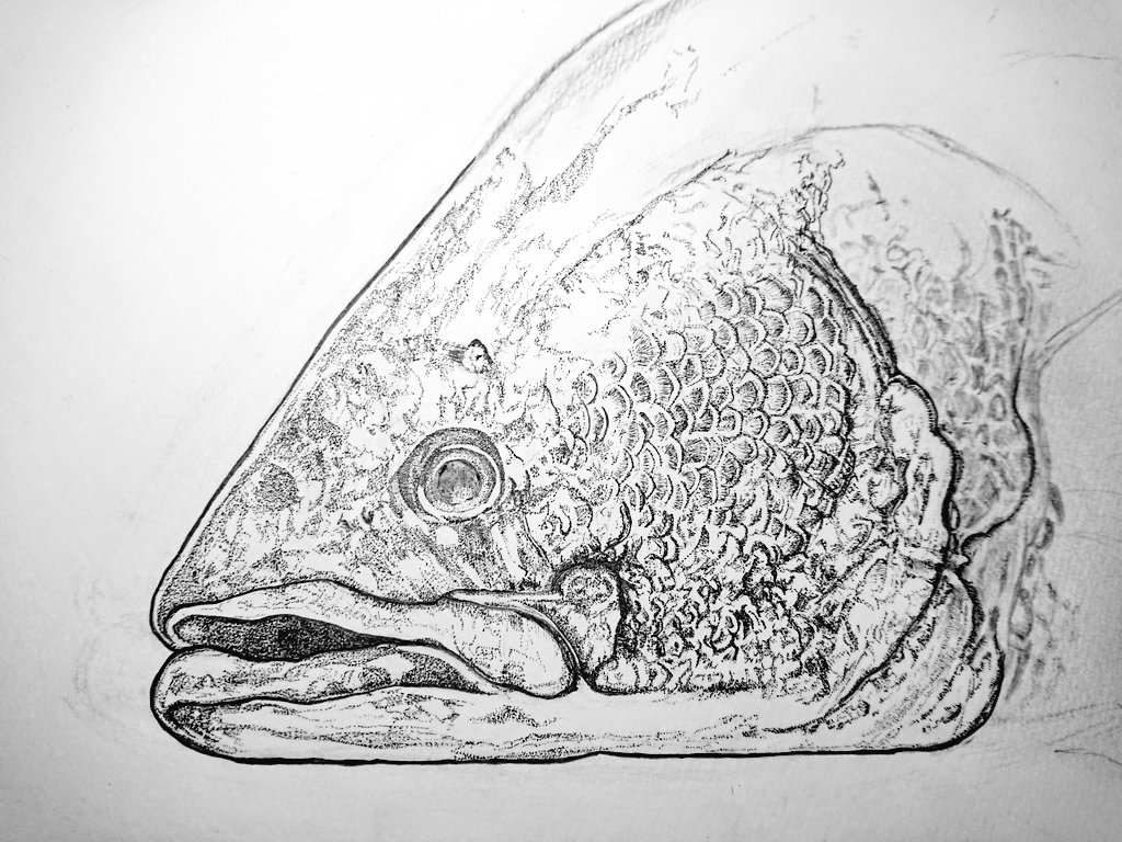 Twoucan アカメ の注目ツイート イラスト マンガ