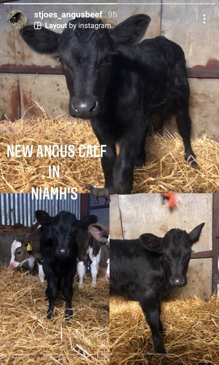 IrishJoes's tweet photo. A new calf the week of our @IrishAngusBeef interview! New beginnings!
#spring #anguscalf #calf #sustainable https://t.co/MHstNZ2tZX