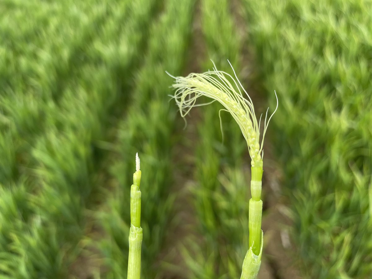 🌾🥶Dégâts de gel sur blé, il est possible de voir les premiers dégâts. Ici Anvergur dans le Lauragais au stade 2 nœuds quand il a fait -4 degrés sous abri. Les comptages sont en cours. #ble #bledur #agriculture #arvalis #gel