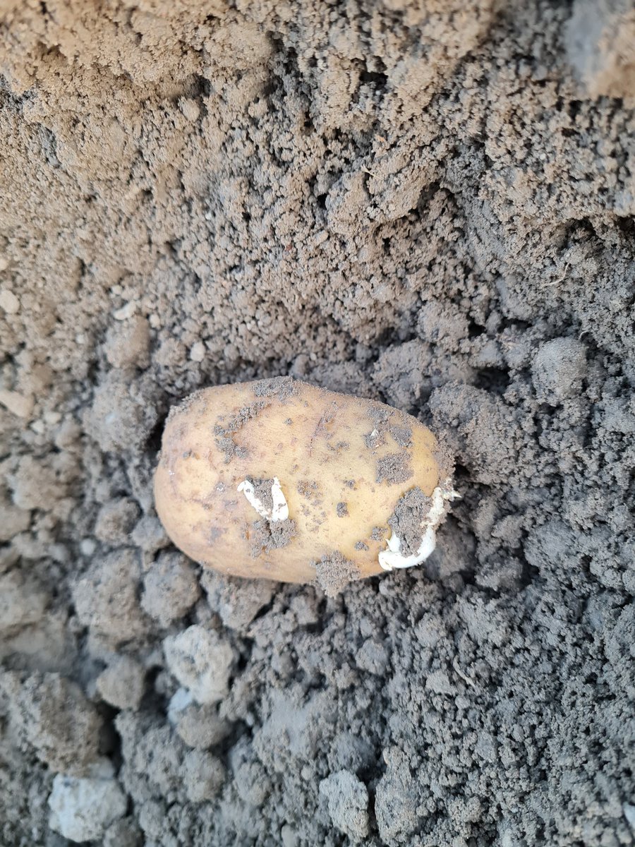 Gm (vroege) aardappelen! Het wordt eens tijd om wat los te komen voor de tijd van het jaar?! #oudeoogst verlengen?