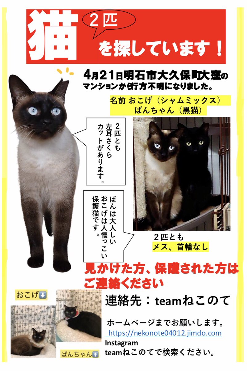 拡散お願いいたします トライアル中のばんちゃんおこげちゃん 姉妹が4月21日早朝 トライアル先の明石市大久保町大窪のマンションの窓から出てしまい 行方不明になりました 見かけた方 保護された方がいらっしゃいましたらご連絡下さい