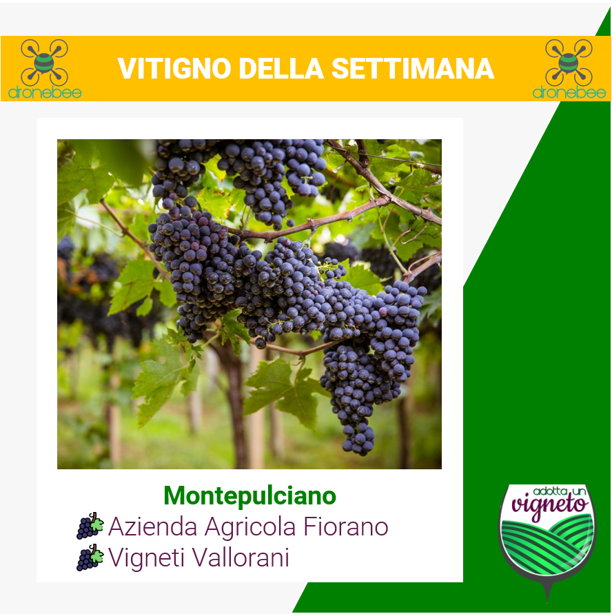 dronebeeag's tweet photo. 🍇#vitignodellasettimana

#MONTEPULCIANO

Scopri le #cantine da cui adottare un #vigneto di Montepulciano!
Azienda Agricola Fiorano 👉https://t.co/aTfCiRUb6J
Vigneti Vallorani 👉 https://t.co/SShBDmq5wo

#agritech #sostenibilità #ambiente #viticoltura #winetasting #agrifood https://t.co/JHFij0eCSq
