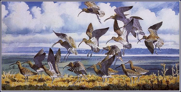 @martinRSPB 'Curlews Alighting'
by Charles Tunnicliffe

#WorldCurlewDay
