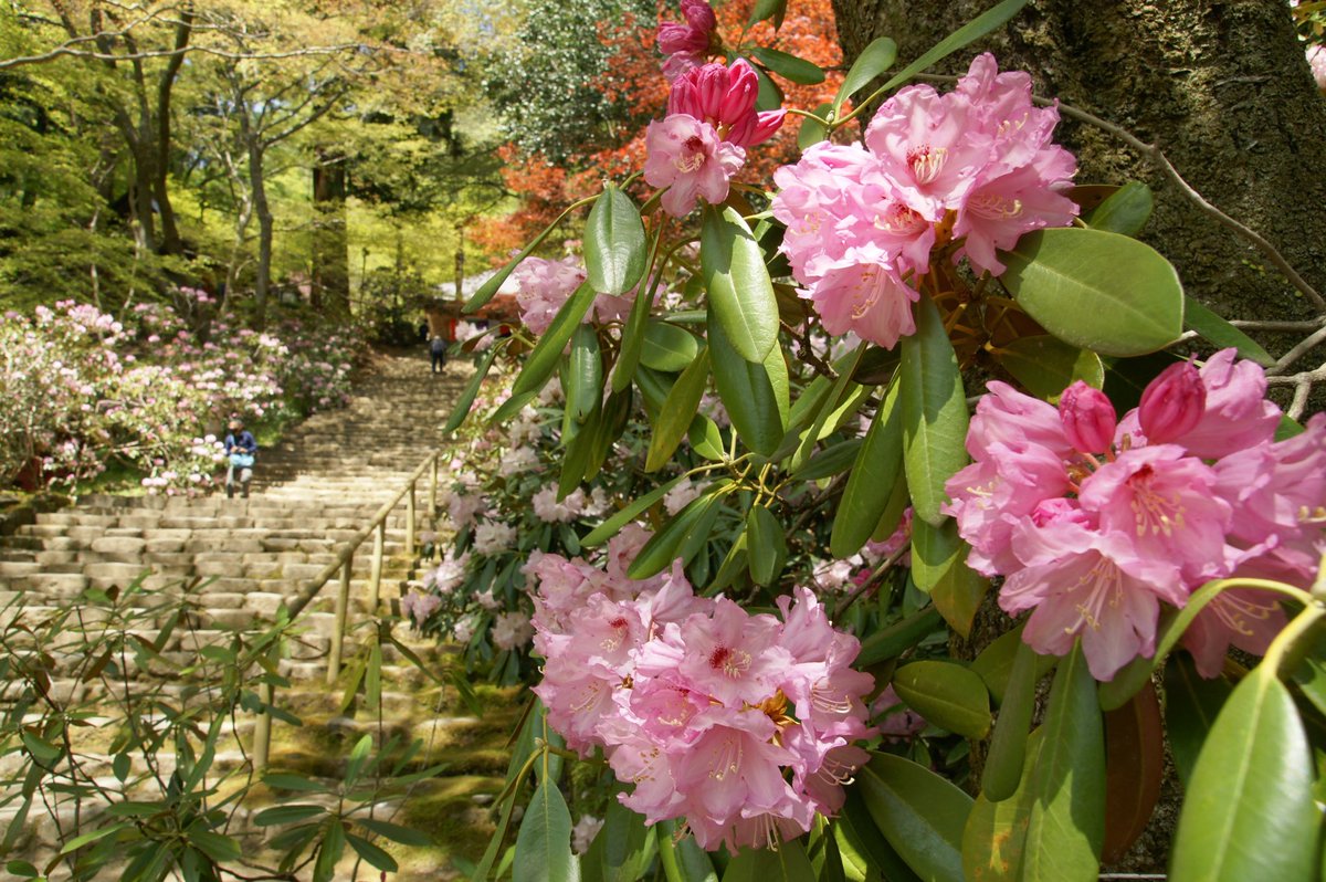 奈良寺社ガイド 室生寺 宇陀市 の石楠花 シャクナゲ です 過去数年で最高の開花 と言われており 国宝の五重塔周辺など見渡す限りの石楠花は圧巻です 見ごろは今月末まで 写真は4 21 T Co Ue9yad0si6