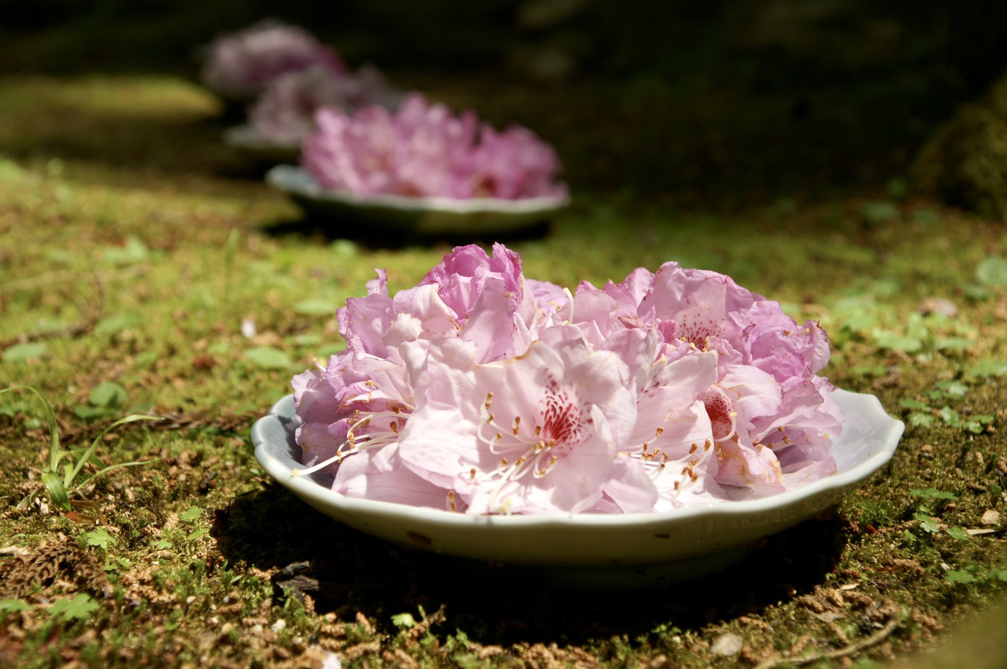 奈良寺社ガイド 室生寺 宇陀市 の石楠花 シャクナゲ です 過去数年で最高の開花 と言われており 国宝の五重塔周辺など見渡す限りの石楠花は圧巻です 見ごろは今月末まで 写真は4 21 T Co Ue9yad0si6 T Co Ykqfwdrmev Twitter