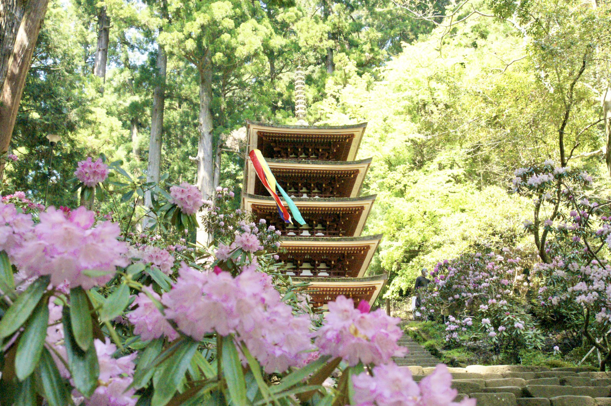 奈良寺社ガイド 室生寺 宇陀市 の石楠花 シャクナゲ です 過去数年で最高の開花 と言われており 国宝の五重塔周辺など見渡す限りの石楠花は圧巻です 見ごろは今月末まで 写真は4 21 T Co Ue9yad0si6 T Co Ykqfwdrmev Twitter