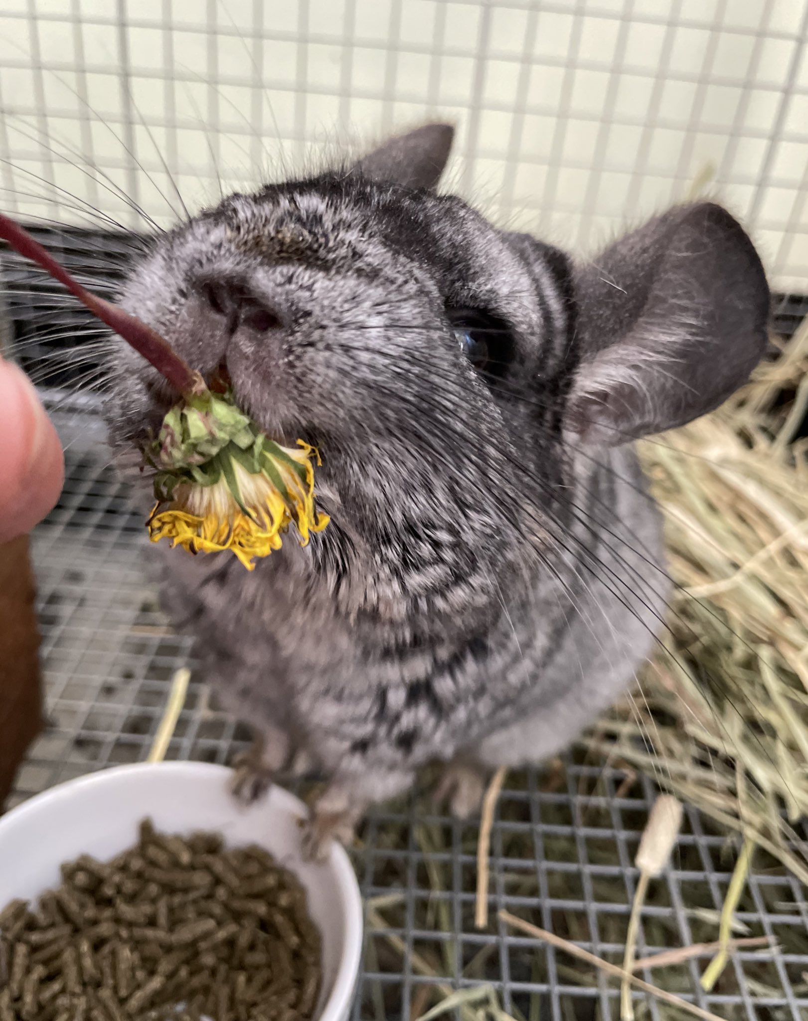 飯田市立動物園 公式 リズムさんに シナシナに乾かしたタンポポをプレゼント チンチラは野生では 乾燥した草や樹皮を食べるそうです 飯田市立動物園 チンチラ T Co Fznapfzpqa Twitter