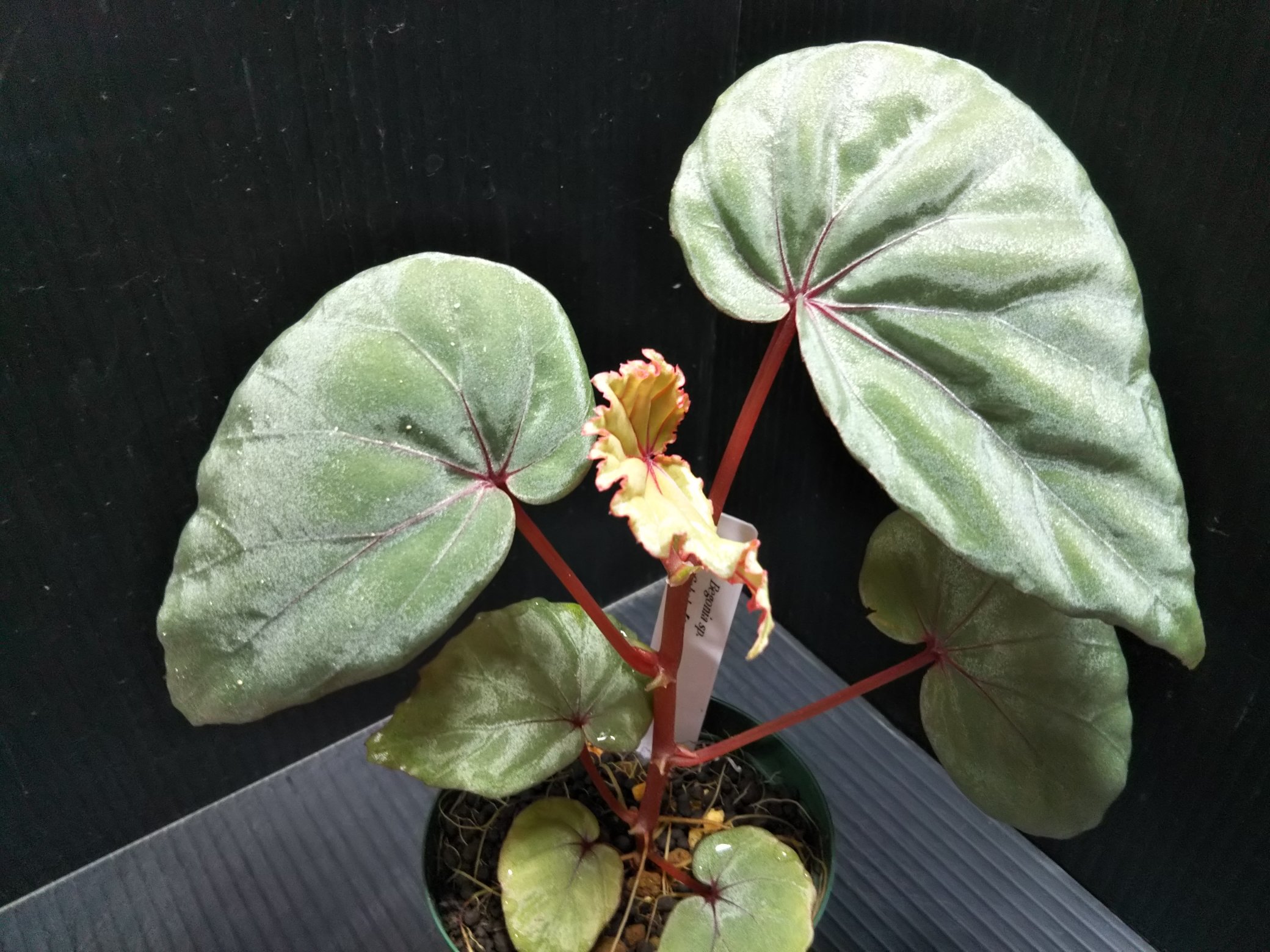 Aqua Fortune Begonia Sp Sabah La02 Z 3 スイッチ入って大きくなって来ました 何とも言えない葉の色 質感がとても美しいベゴニアです ベゴニア Begonia T Co Ynmlftrikj Twitter