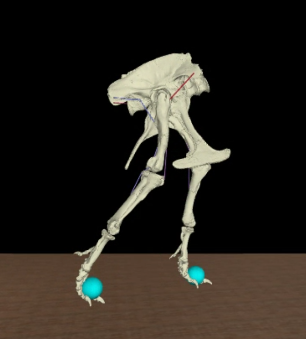 Next up: forward dynamic simulations of T. rex using  @OpenSimSU! Here's a sneak peek from a few months ago. This was the first-pass, when the model didn't even have ankle joints or a tail yet... Stay tuned for more!