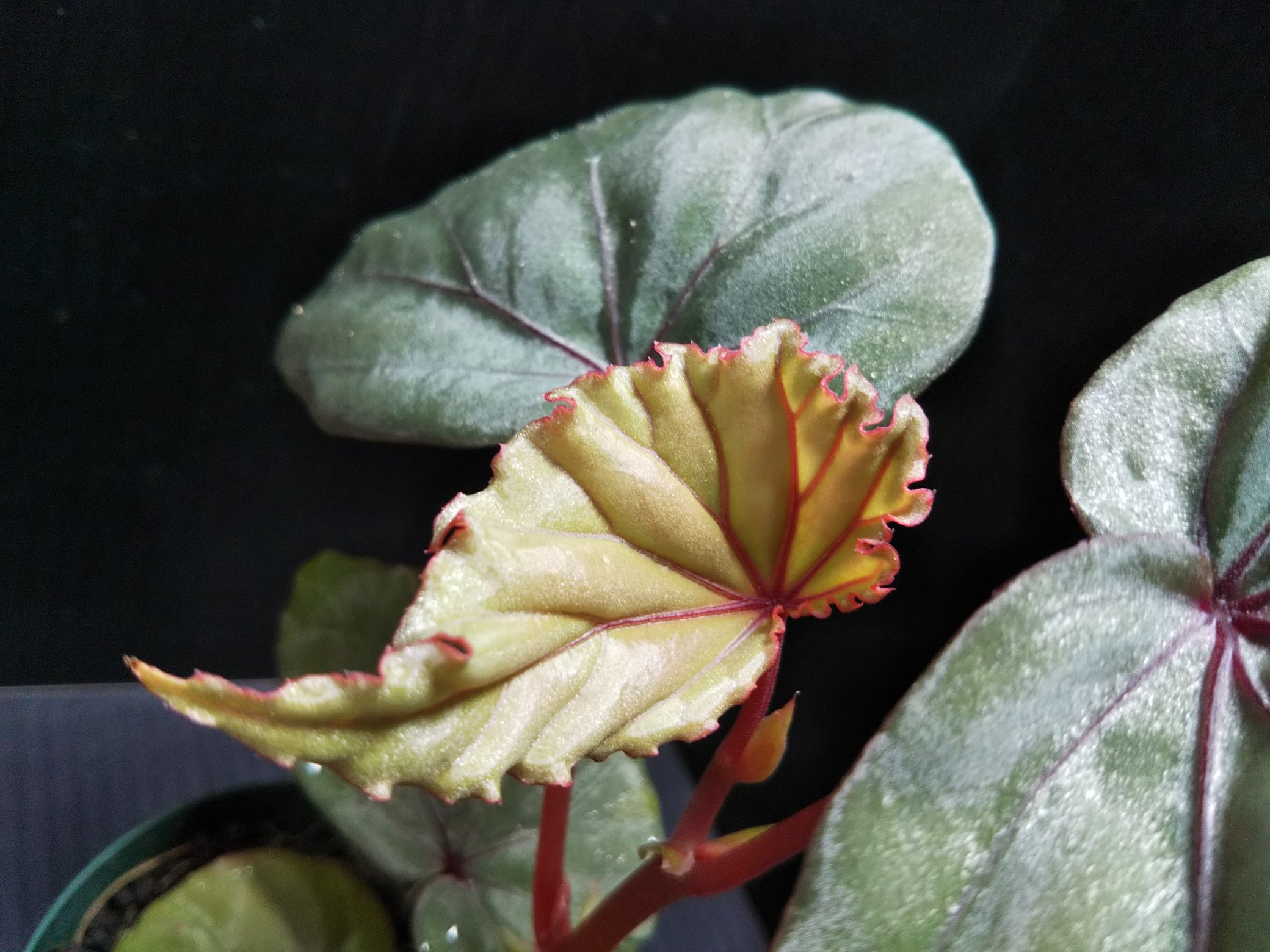 Aqua Fortune Begonia Sp Sabah La02 Z 3 スイッチ入って大きくなって来ました 何とも言えない葉の色 質感がとても美しいベゴニアです ベゴニア Begonia T Co Ynmlftrikj Twitter