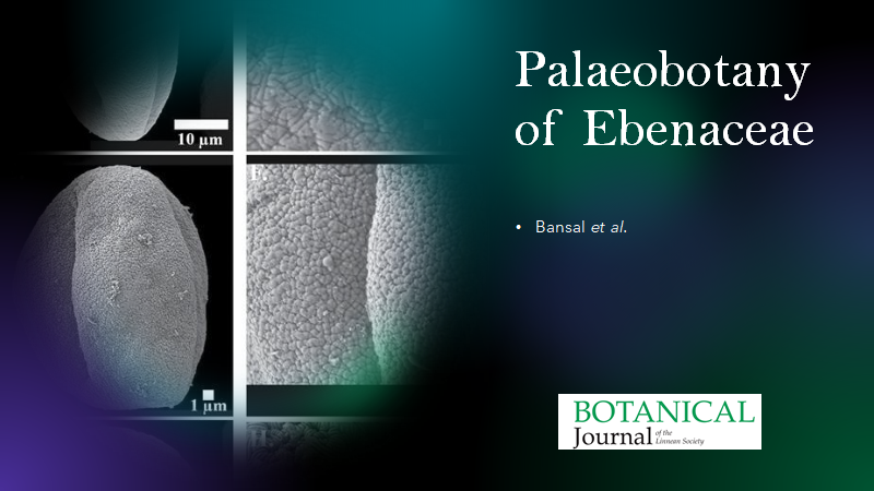 BotJLinnSoc's tweet image. Early #Palaeogene sediments in western #India provide insights into divergence and #pollen #evolution in the pantropical family #Ebenaceae. Bansal et al. #Ebony #Angiosperms #Biogeography #Cretaceous #Fossils doi.org/10.1093/botlin…