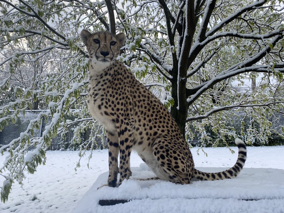 CincinnatiZoo's tweet photo. Snow?! Willow the cheetah checked out the snow #Cincinnati got overnight! โ๏ธ๐ท๐ป https://t.co/m8216898iW