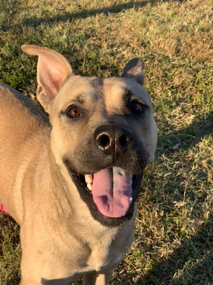 MemphisHumane's tweet photo. Want to get your rescue on? 🐾 We're teaming up with @Animallleague through April 24 to host a Tour For Life adoption event – all adoptions are 50% off! Make an appointment to bring home your new best friend. https://t.co/nCqvwEsmEN