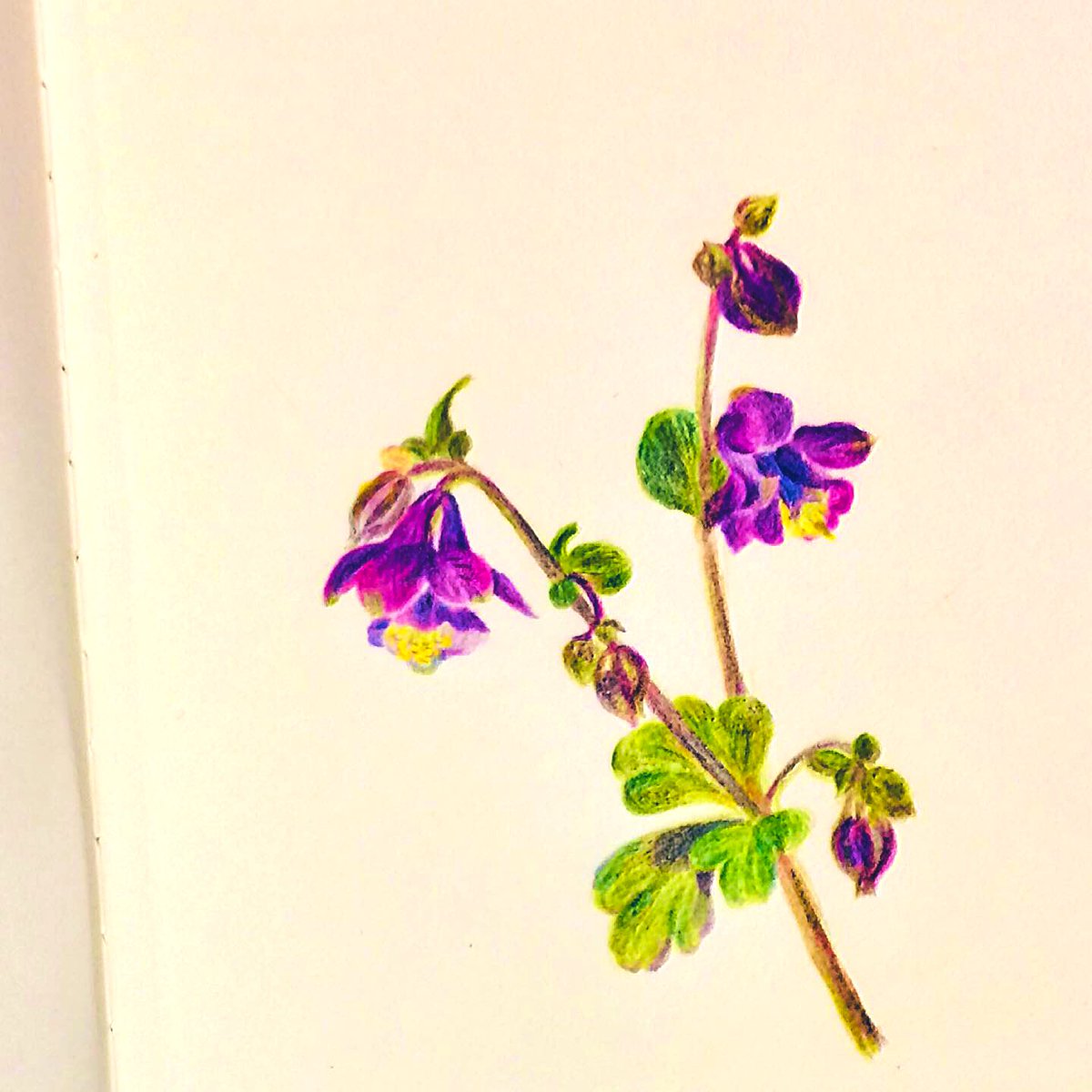 Minmin おだまき のスケッチ 庭で 2年ぶりに復活 ゆるいイラスト らくがきイラスト 水彩色鉛筆イラスト 植物イラスト 花イラスト