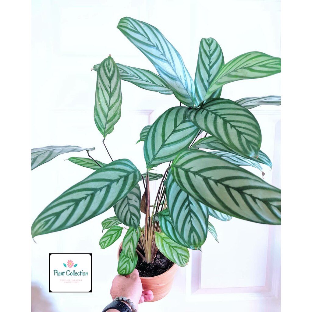 Tanaman Calathea ctenanthe sp.Harga : Rp10.000Link :  https://shp.ee/aafx8c4 