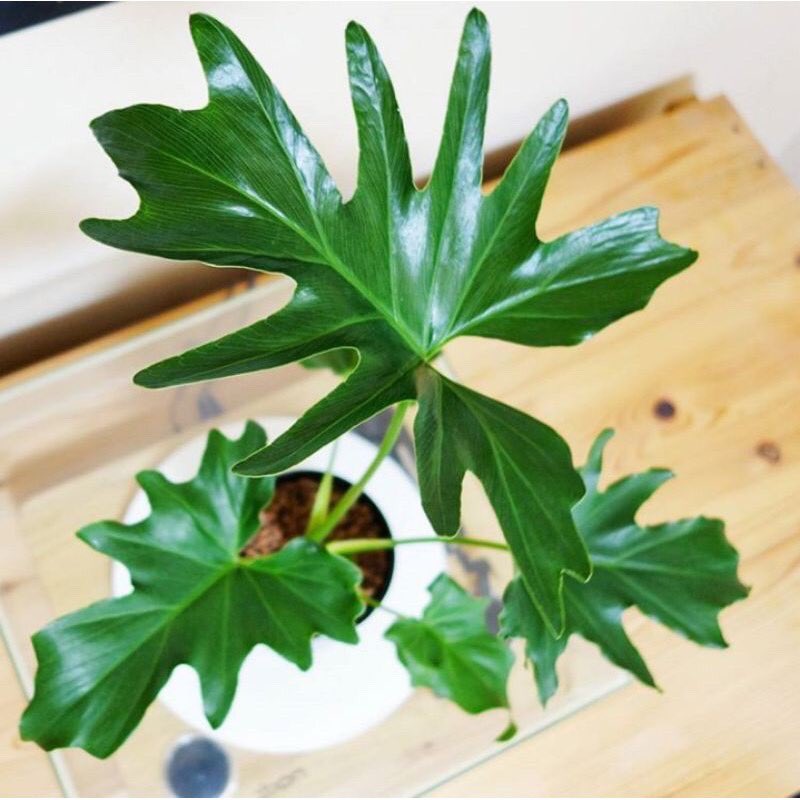 Tanaman Philodendron selloum sp.Harga : Rp12.750Link :  https://shp.ee/dbg28p4 