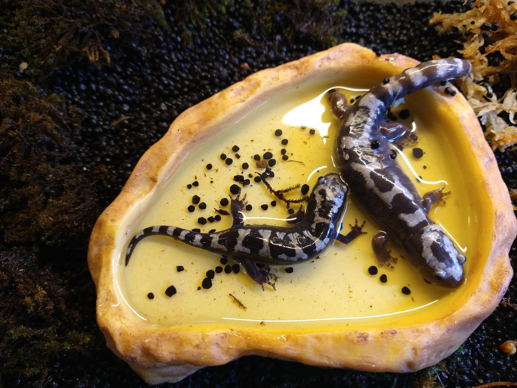 爬虫類ショップアンテナ井尻店 マーブルサラマンダー 黒い体に乗るシルバーの斑紋が美しい中型サラマンダー タイガーサラマンダーと同じマルクチサラマンダー属で 飼育しやすい有尾類入門種です T Co Ykli3spr1h Twitter