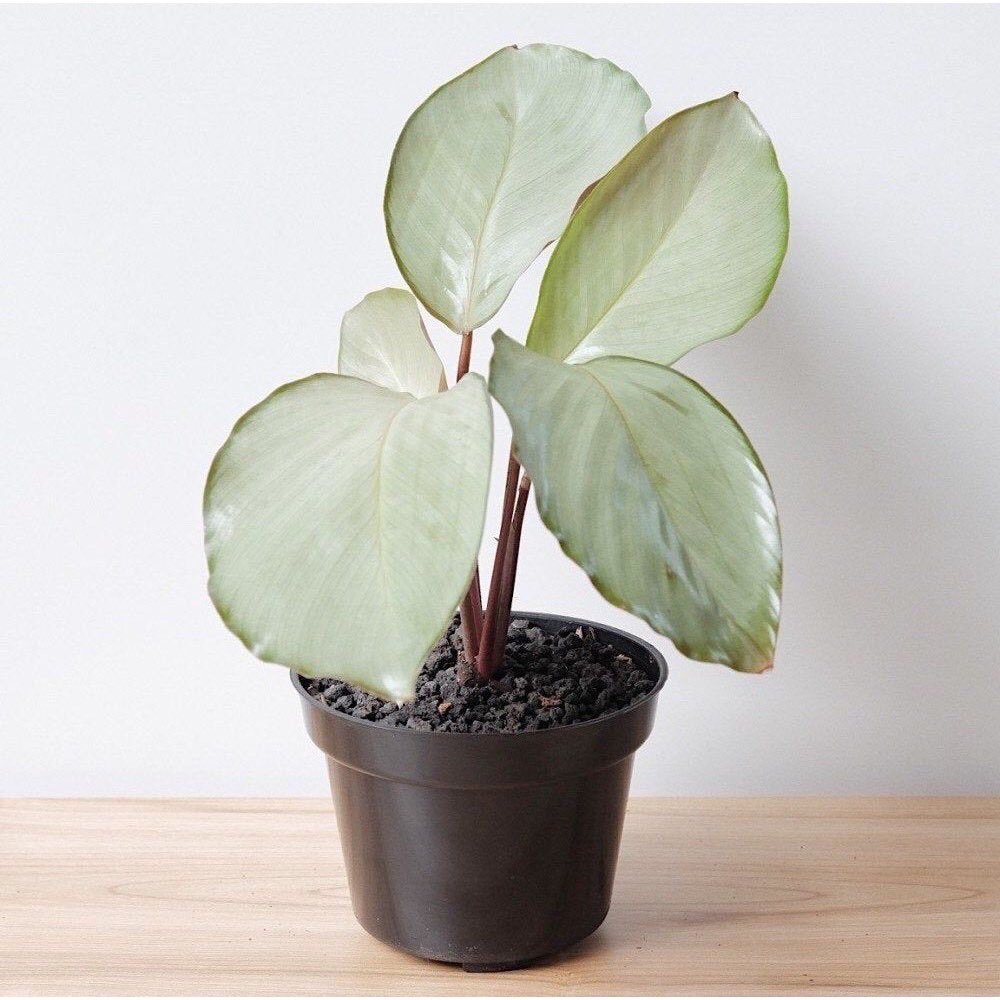 Tanaman Calathea SilverHarga : Rp15.000Link :  https://shp.ee/6jhbfkb 