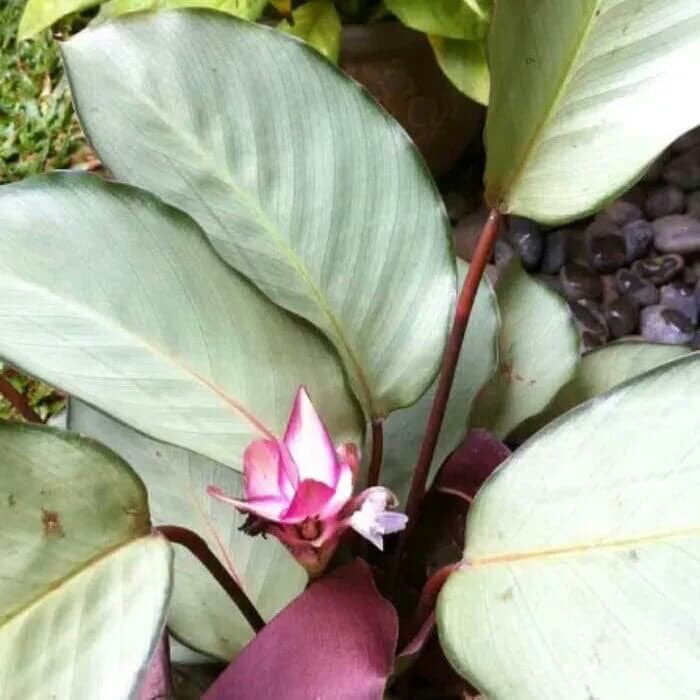 Tanaman Calathea SilverHarga : Rp15.000Link :  https://shp.ee/6jhbfkb 