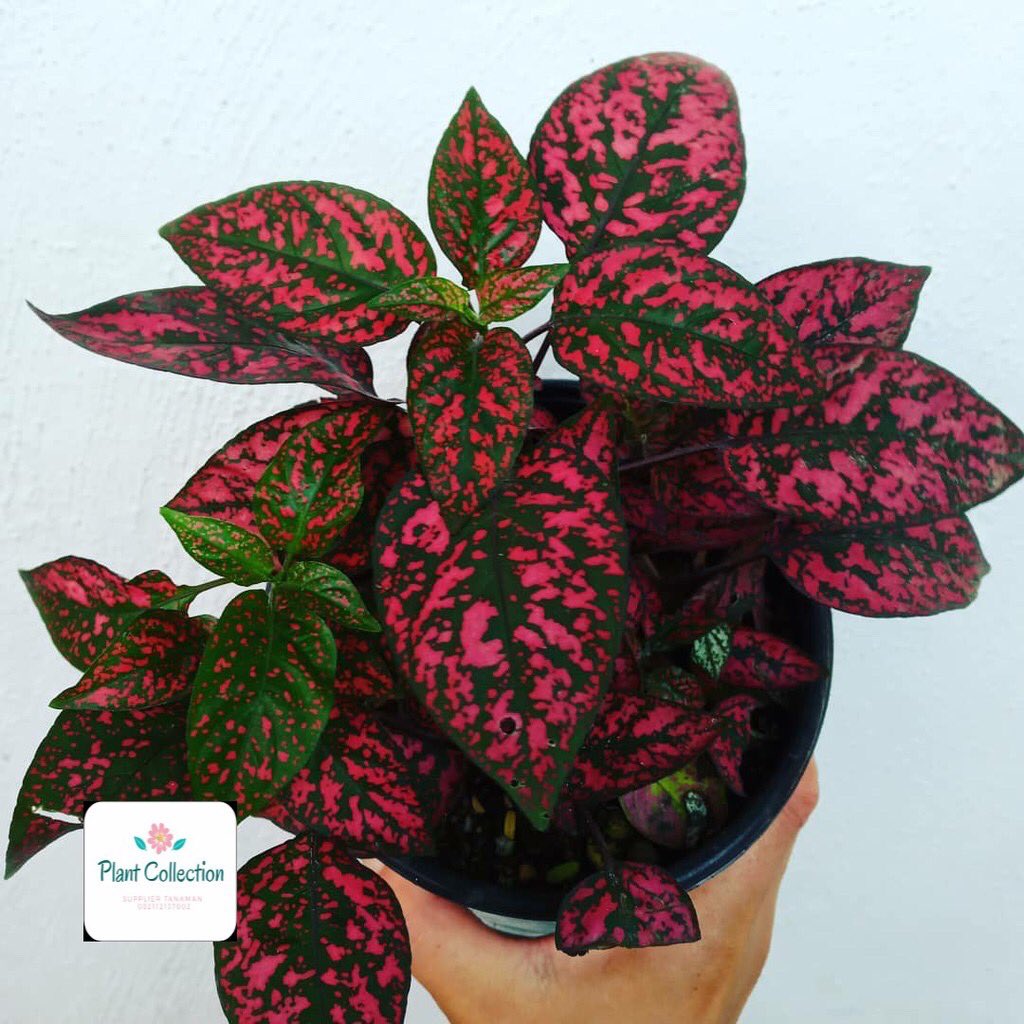 Tanaman Hypoestes Merah dan PutihHarga : Rp20.000Link : https://shp.ee/fqthfmc 