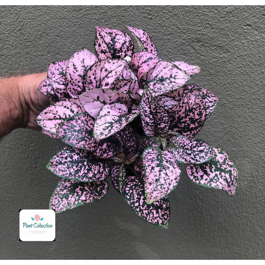 Tanaman Hypoestes Merah dan PutihHarga : Rp20.000Link : https://shp.ee/fqthfmc&q...