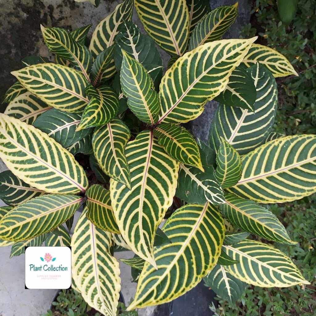 Tanaman Aphelandra sp.Harga : Rp6.900Link :  https://shp.ee/xsiqxh3 