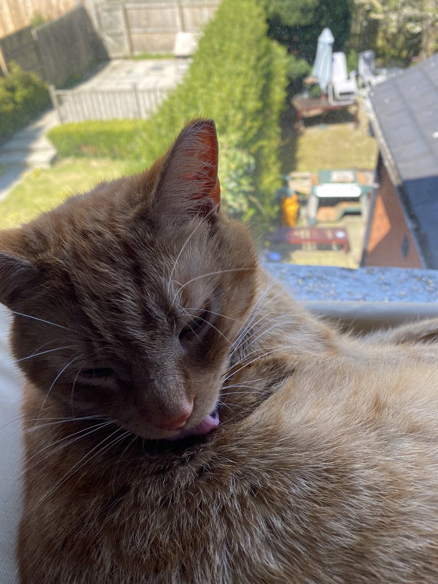 orangepeencat's tweet photo. simpley gorgeous https://t.co/ccxkX8Zmvu