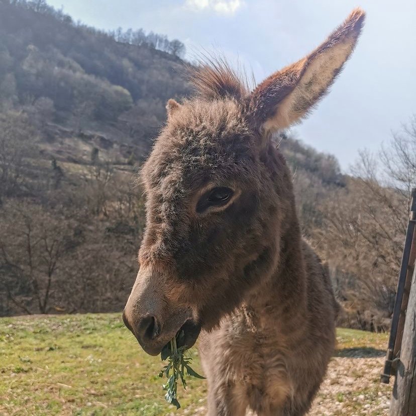 Donkey of the Day🐴 tweet media